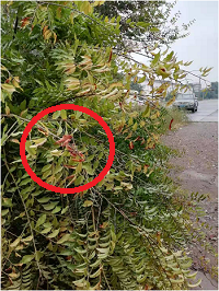 1電氣事故引發(fā)加州山火，據(jù)說這個裝置可以避免事故發(fā)生！